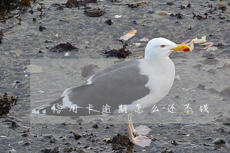 信用卡逾期怎么还不钱 信用卡逾期怎么还不钱