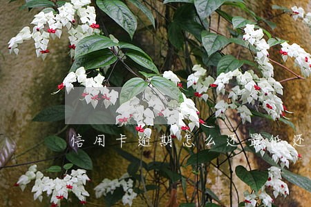 信用卡逾期怎么还最低还款 信用卡逾期怎么还最低还款