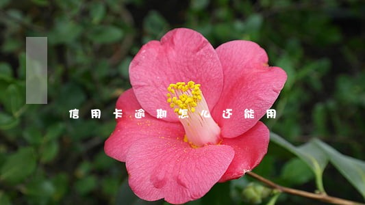 信用卡逾期怎么还能用