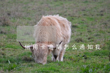 信用卡逾期怎么通知我 信用卡逾期怎么通知我