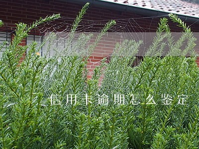 信用卡逾期怎么鉴定