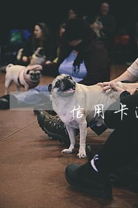信用卡逾期怎么面对第三方催收 信用卡逾期怎么面对第三方催收