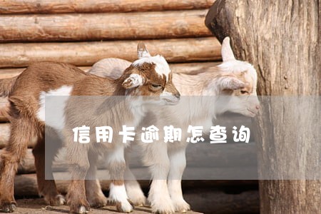 信用卡逾期怎查询 信用卡逾期怎查询