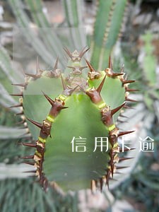 信用卡逾期怎样不算恶意拖欠