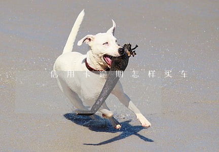 信用卡逾期怎样买车 信用卡逾期怎样买车