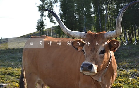 信用卡逾期怎样免息分期付款 信用卡逾期怎样免息分期付款