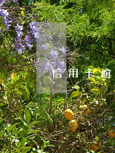 信用卡逾期怎样去协商个性化分期 信用卡逾期怎样去协商个性化分期