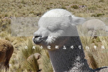 信用卡逾期怎样可以申请房贷