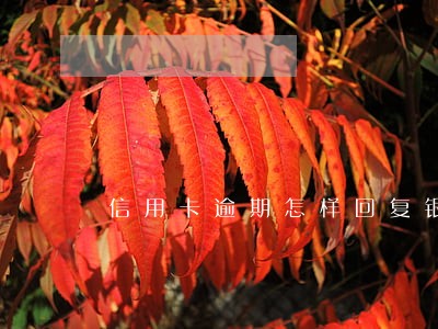 信用卡逾期怎样回复银行 信用卡逾期怎样回复银行