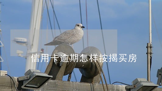 信用卡逾期怎样按揭买房 信用卡逾期怎样按揭买房