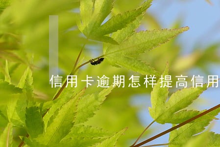 信用卡逾期怎样提高信用度