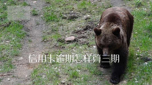 信用卡逾期怎样算三期 信用卡逾期怎样算三期