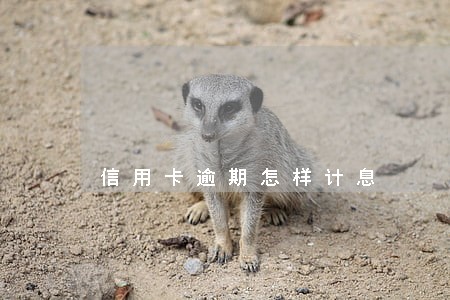 信用卡逾期怎样计息 信用卡逾期怎样计息