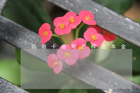 信用卡逾期怎样还本金