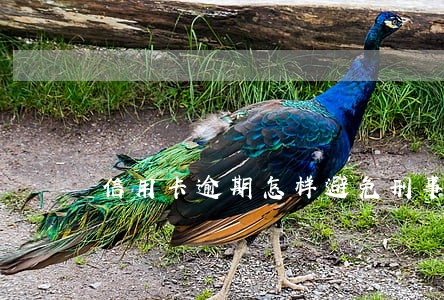 信用卡逾期怎样避免刑事案件 信用卡逾期怎样避免刑事案件