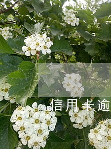 信用卡逾期怎样避免隐藏损失