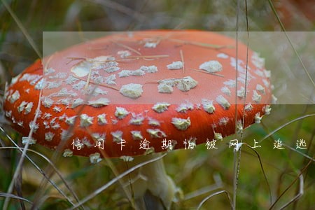 信用卡逾期怕被网上追逃