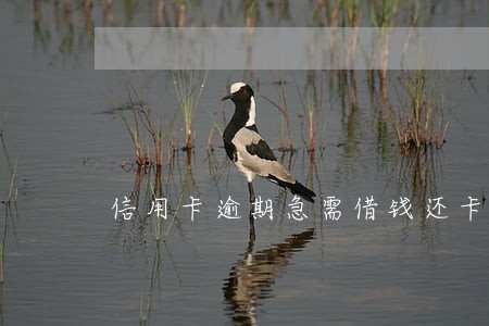 信用卡逾期急需借钱还卡 信用卡逾期急需借钱还卡