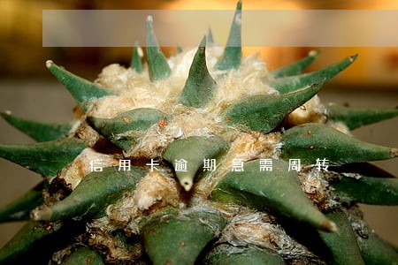 信用卡逾期急需周转 信用卡逾期急需周转