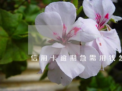 信用卡逾期急需用钱怎么办 信用卡逾期急需用钱怎么办
