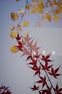 信用卡逾期恢复原额 信用卡逾期恢复原额