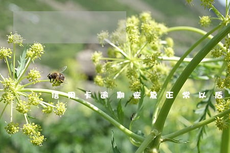 信用卡逾期恢复正常以后怎么办 信用卡逾期恢复正常以后怎么办