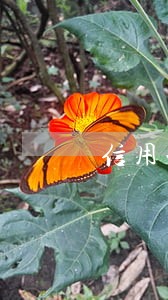 信用卡逾期恶意透支规则