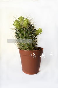信用卡逾期想一次性把本金怎么还
