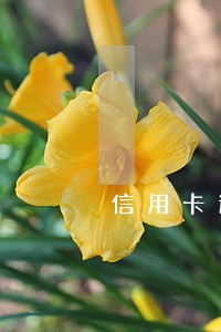 信用卡逾期想办理分期打哪个电话 信用卡逾期想办理分期打哪个电话