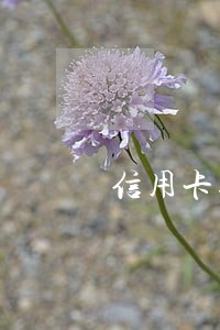 信用卡逾期想用钱怎么办