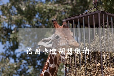 信用卡逾期想缴清 信用卡逾期想缴清