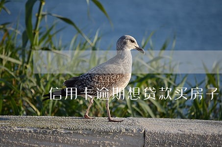信用卡逾期想贷款买房子咋办