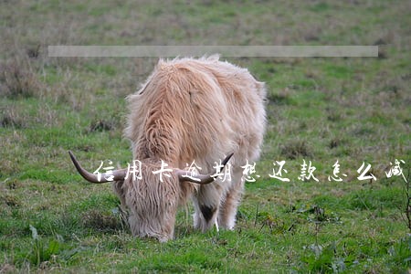 信用卡逾期想还款怎么减免费用 信用卡逾期想还款怎么减免费用