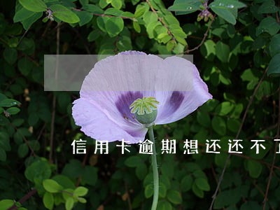 信用卡逾期想还还不了