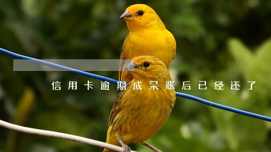 信用卡逾期成呆账后已经还了