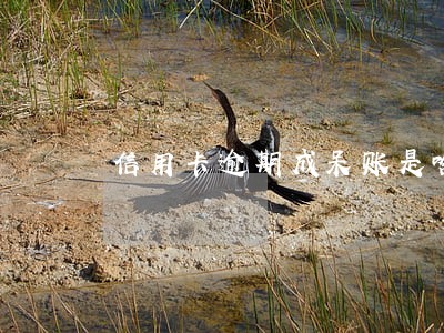 信用卡逾期成呆账是啥意思 信用卡逾期成呆账是啥意思