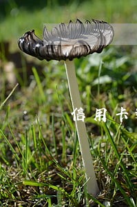信用卡逾期成呆账直接还卡行吗 信用卡逾期成呆账直接还卡行吗