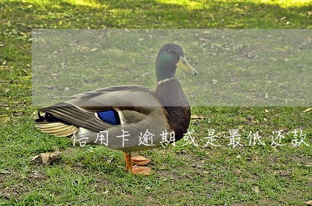 信用卡逾期或是最低还款影响征信 信用卡逾期或是最低还款影响征信