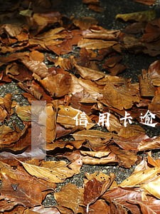 信用卡逾期户籍处协助调查