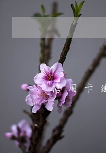 信用卡逾期户籍电话 信用卡逾期户籍电话
