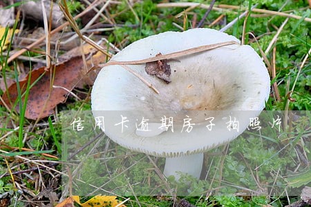 信用卡逾期房子拍照片 信用卡逾期房子拍照片