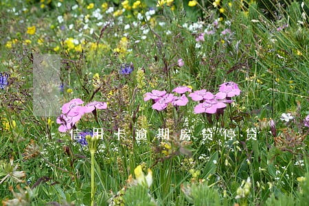 信用卡逾期房贷停贷 信用卡逾期房贷停贷