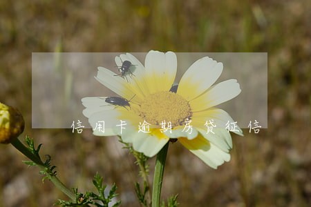信用卡逾期房贷征信 信用卡逾期房贷征信