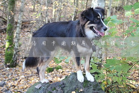 信用卡逾期房贷继续还怎么办 信用卡逾期房贷继续还怎么办