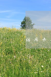 信用卡逾期房贷还不了 信用卡逾期房贷还不了