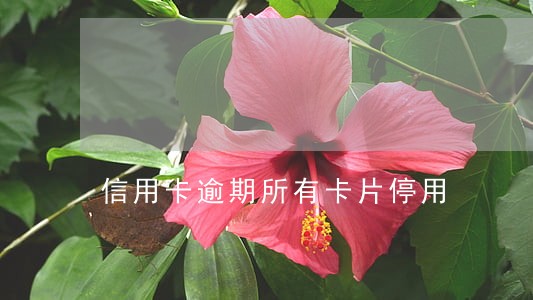 信用卡逾期所有卡片停用 信用卡逾期所有卡片停用