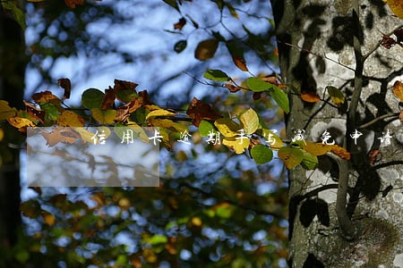 信用卡逾期手写减免申请 信用卡逾期手写减免申请