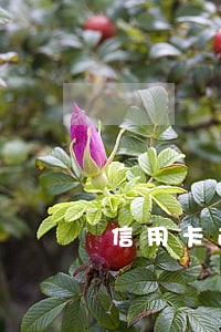 信用卡逾期手别哪个催收有优势 信用卡逾期手别哪个催收有优势