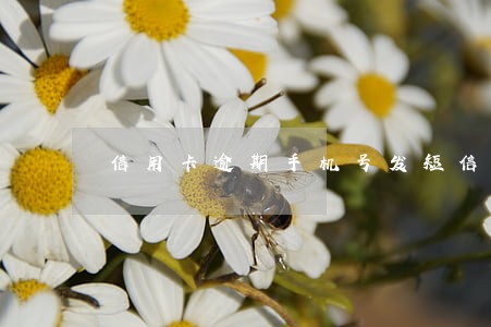 信用卡逾期手机号发短信立案 信用卡逾期手机号发短信立案