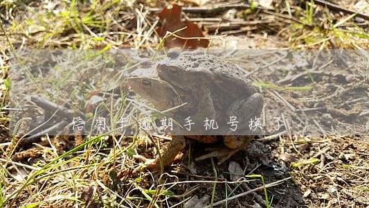 信用卡逾期手机号换了 信用卡逾期手机号换了